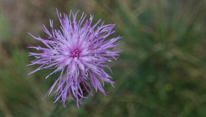 Thistle flower on a green background