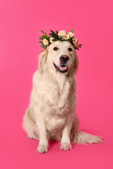 Adorable golden Retriever wearing wreath made of beautiful flowers on pink background