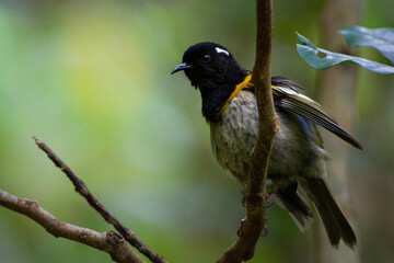 Stitchbird - Notiomystis cincta - Hihi in Maori language, endemic yellow, white and black bird sitting on the branch in the New Zealand forest