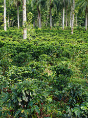 Costa Rica Coffea plantations. Coffea is a genus of flowering plants in the family Rubiaceae. Coffea species are shrubs or small trees native to tropical Africa and Asia.The seeds called coffee beans