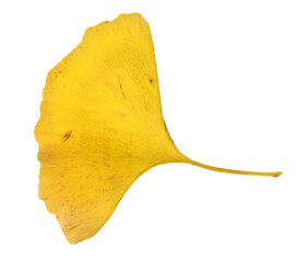 Ginkgo biloba leaf isolated on white background
