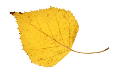 Autumn leaf isolated on white background