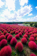 	茨城県ひたちなか市の公園のコキア