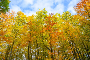 Obraz premium .Autumn landscape, autumn colored leaves in the forest during fall.