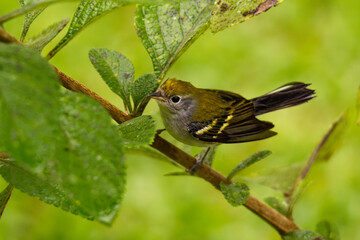Chestnut-sided Warbler - Setophaga pensylvanica  is a New World warbler. They breed in eastern North America and in southern Canada westwards to the Canadian Prairies