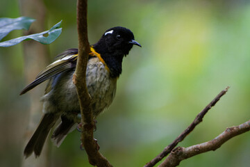Stitchbird - Notiomystis cincta - Hihi in Maori language, endemic yellow, white and black bird sitting on the branch in the New Zealand forest