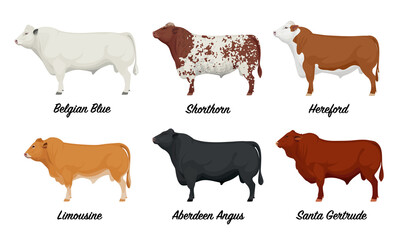 Belgian Blue, Shorthorn, Hereford, Limousine, Aberdeen Angus, Santa Gertrude - The Best Beef Cattle Breeds Set. Farm animals. Vector Illustration.