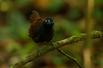 Chestnut-backed antbird (Poliocrania exsul) dark brown passerine bird in the antbird family, found in humid forests in Central and South America, ranging from Nicaragua to western Ecuador