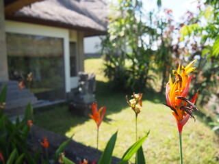 Beautiful flowers in the tropical jungle, Ubud, Bali, Indonesia