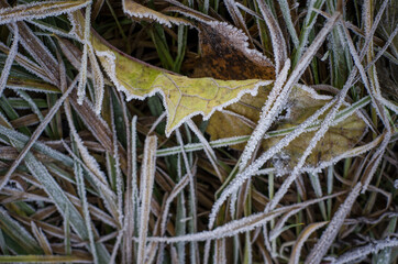 Ice crystals on green grass close up. Nature background. Suitable for an abstract background.
