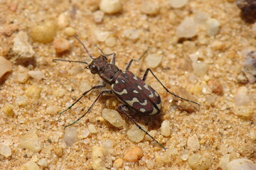 Tiger Beetle (Lophyra flexuosa)