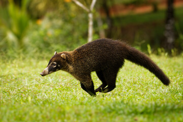 White-nosed Coati - Nasua narica, known as the coatimundi, member of the family Procyonidae (raccoons and their relatives). Local Spanish names for the species include pizote, antoon, and tejon