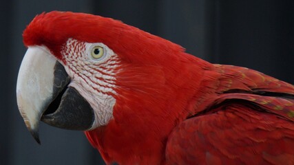 red and yellow macaw