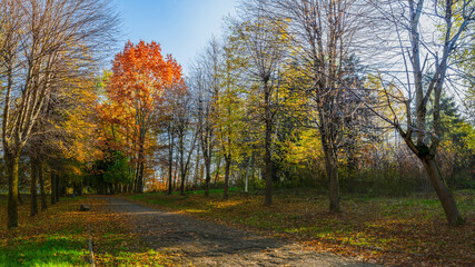 Autumn trees in the park. Truskavets, Ukraine.