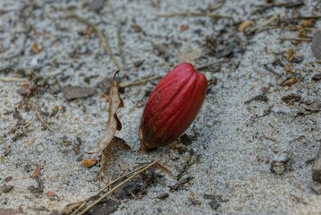 one red oak acorn sprouting sprout in gray sand in spring forest