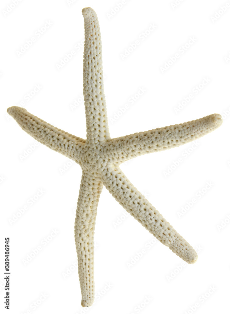 Wall mural Sea star fish isolated on white background