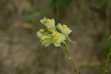 small wild yellow wildflowers on a thin green stem in the forest on a brown background