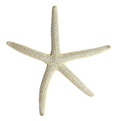 Sea star fish isolated on white background