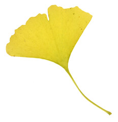 Naklejka premium Ginkgo biloba leaf isolated on white background