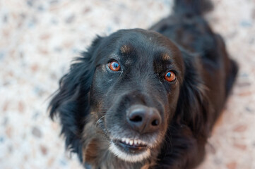 Obraz premium Pet dog looking at his owner