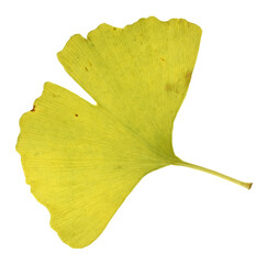 Naklejka premium One ginkgo biloba leaf isolated on white background