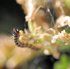 Caterpillar of Tree Lucerne Moth  (Uresiphita ornithopteralis) feeding on Sweet Broom plant, South Australia