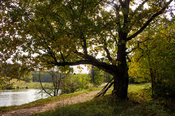 Fototapeta premium Shelter from the sun in the shade of a spreading oak tree