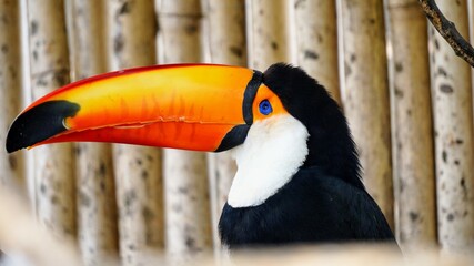 toucan in the zoo