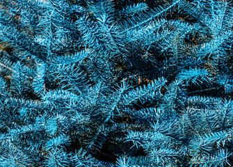 Close-up of Blue Christmas Tree Branches