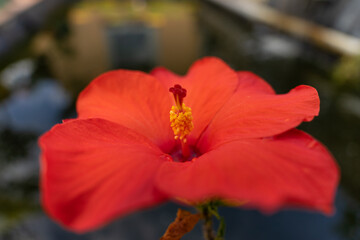 Rote Hibiskus Blüte © hopfi23