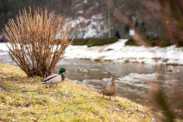Kaczki krzyżówki nad rzeką zimą © individualist93