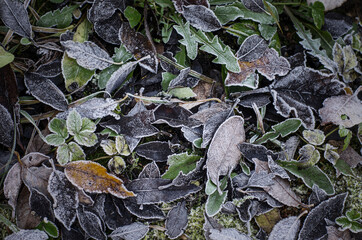 Ice crystals on green grass close up. Nature background. Suitable for an abstract background.