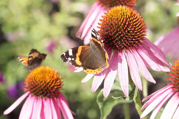 Two beautiful butterfly 