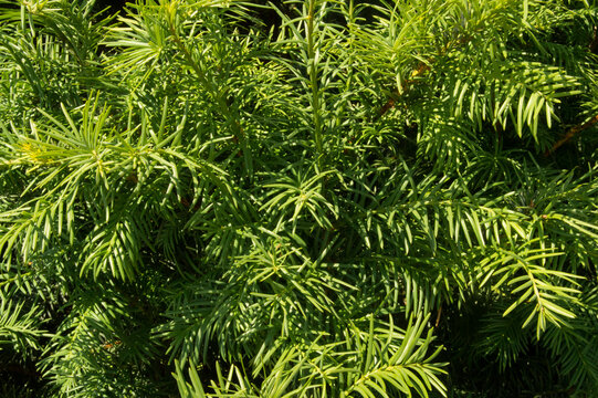 close-up: bunches of decorative pursley