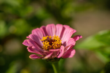 Bunte Blumen im Garten