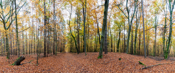 Herbst, Wald, Baum