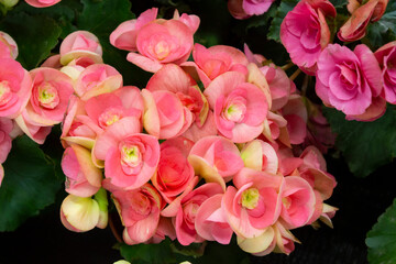 Pink begonia flowers on a background of green leaves close-up.
