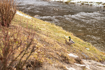 Kaczki nad rzeką © individualist93