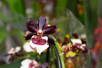 Beautiful orchid flowers with white and dark petals on a background of green leaves in a botanical garden, in a flower shop close-up on a summer day
