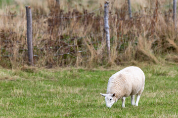 Obraz premium A young wooly lamb grazing in a green grassy field. There are wooden posts and a wire fence in the background. The young light colored ewe has its head down in the pasture feeding on the countryside.