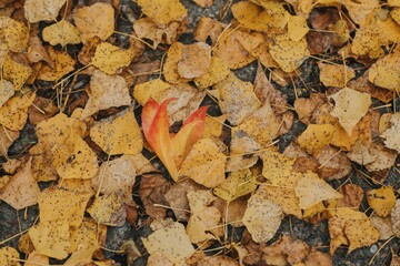 autumn leaves on the ground