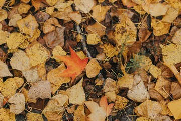 autumn leaves background