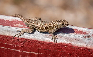 A male Western Fence Lizard (Sceloporus occidentalis) suns itself on a top of fence in Monterey,...