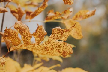 autumn leaves on a tree