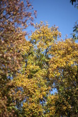 autumn trees in the forest