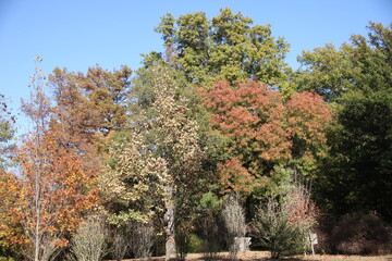autumn trees in the park