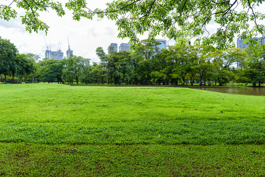 Beautiful landscape in the park and green grass field.