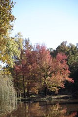 autumn in the park
