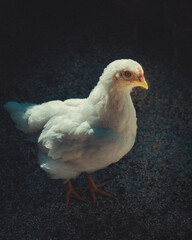 white chicken on a farm