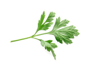 Fresh parsley on white background